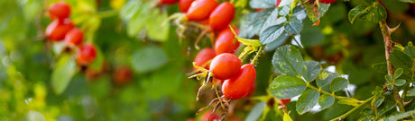 Wild Rosehip - vitamin C content and its effect on the body