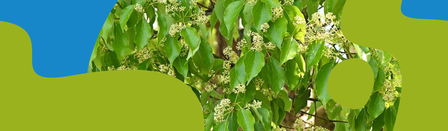 Camphor Essential Oil: Uses, Benefits & Safety