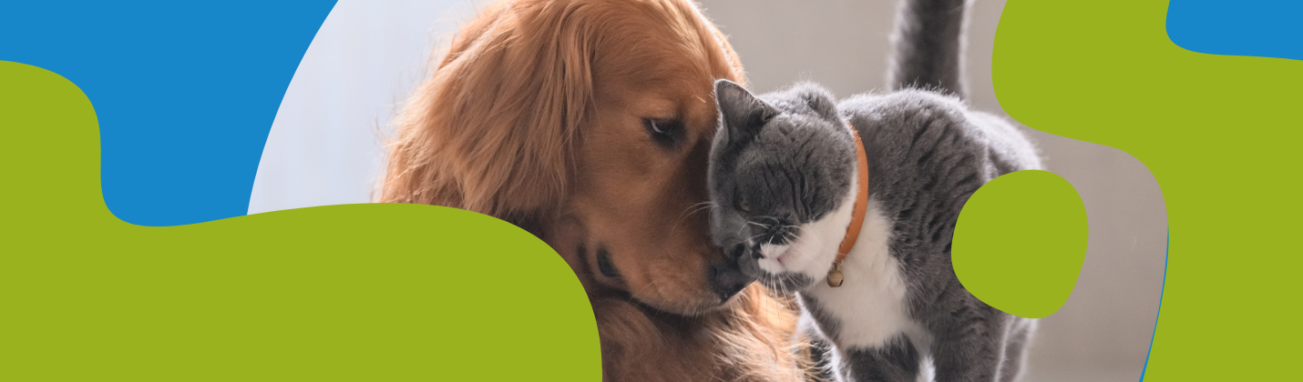 Natural Tick Protection for Dogs & Cats: What Works?