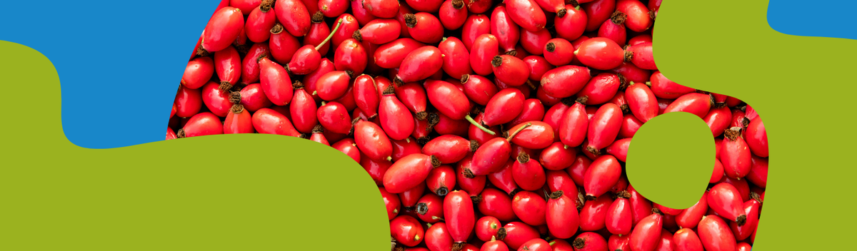 Wild Rose (Rosehip): Vitamin C Benefits & Properties