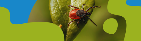 Tick Protection Guide for People and Dogs